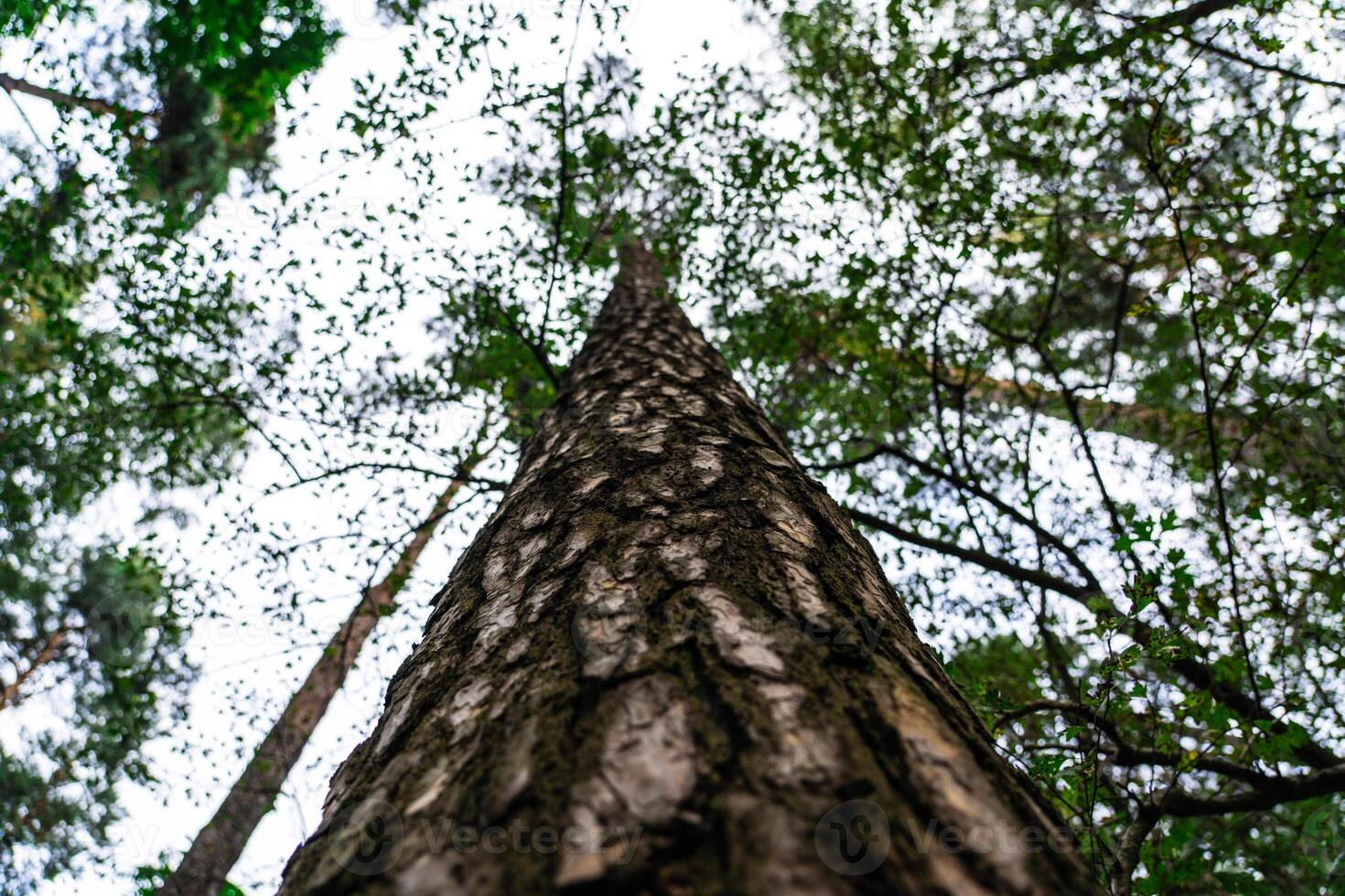 A forest with tall trees. Pine tree view from bottom to top photo