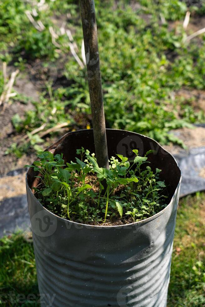 Mini garden in an iron barrel. Vegetation grows in a barrel photo