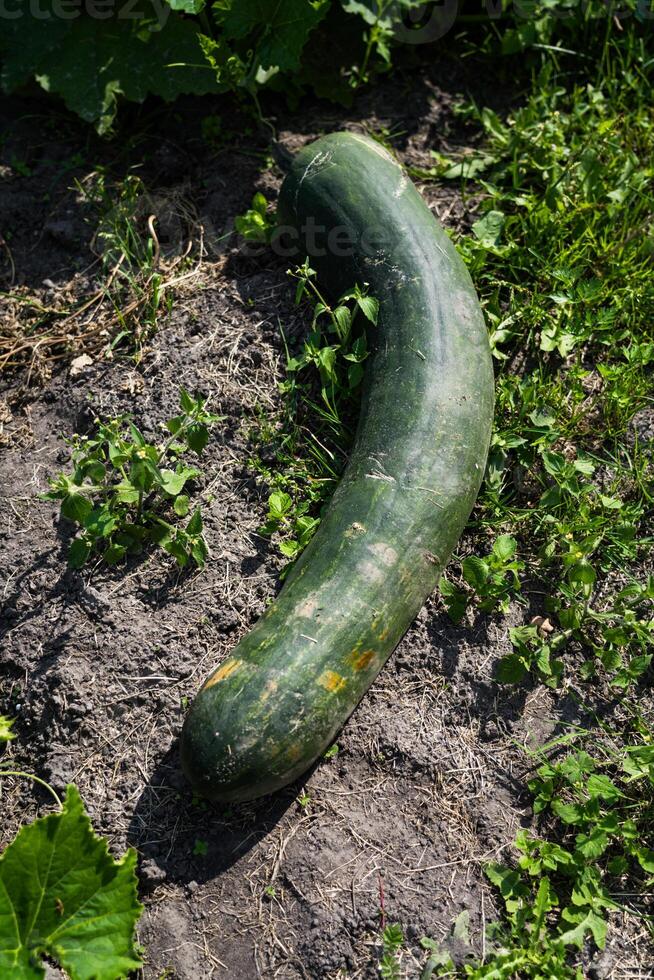A large, long, green squash is lying in the garden photo