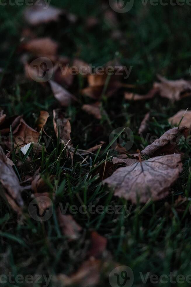 Dry foliage lies on the grass. On August 30th, in the evening. The last days photo