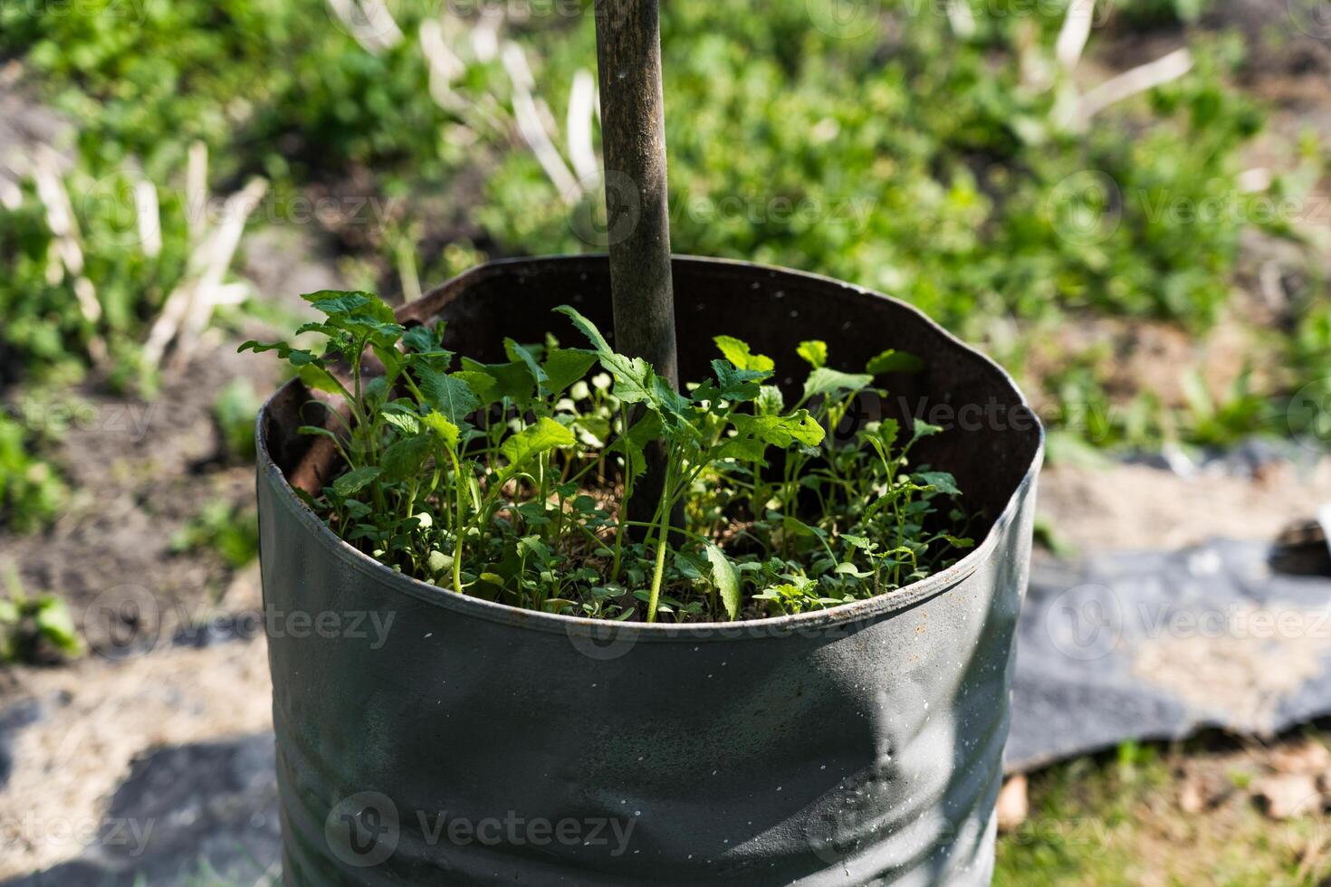 Mini garden in an iron barrel. Vegetation grows in a barrel photo