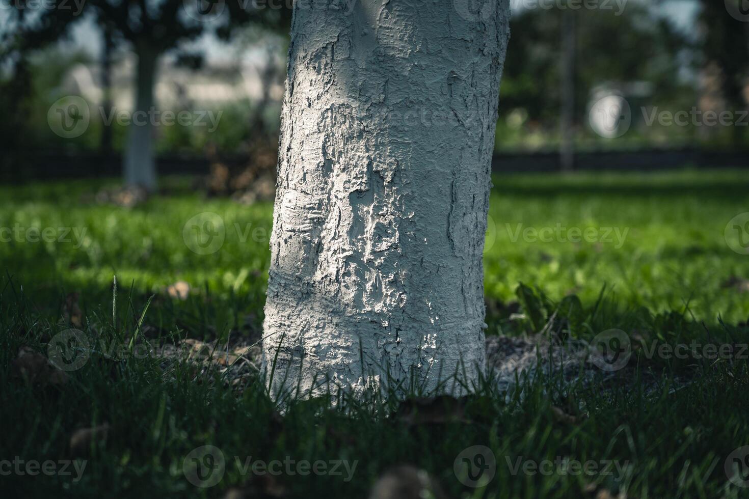 The trunk of the apple tree was painted white. Whitewashing of trees photo