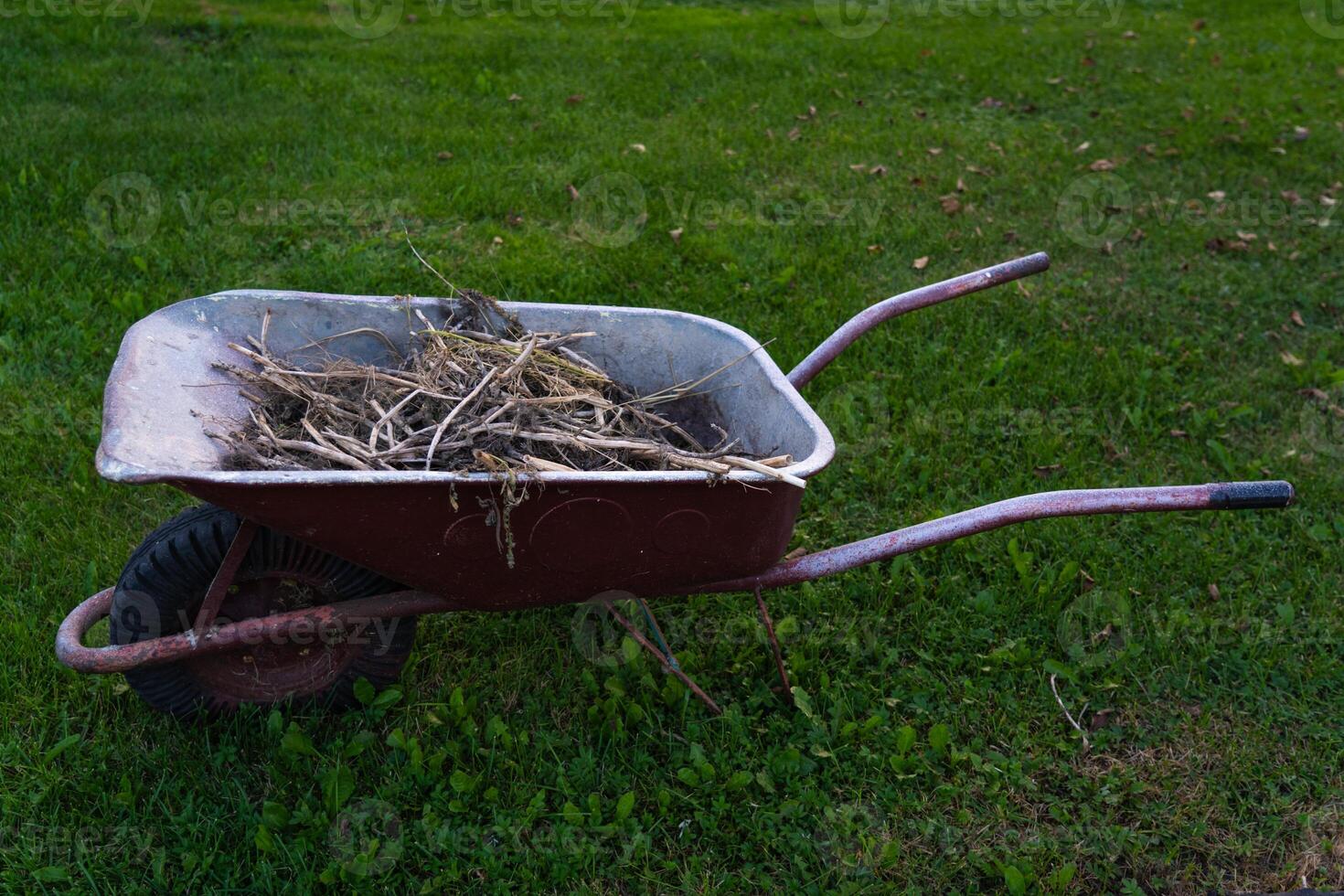 The garden wheelbarrow is completely filled with garden garbage. Dry grass photo