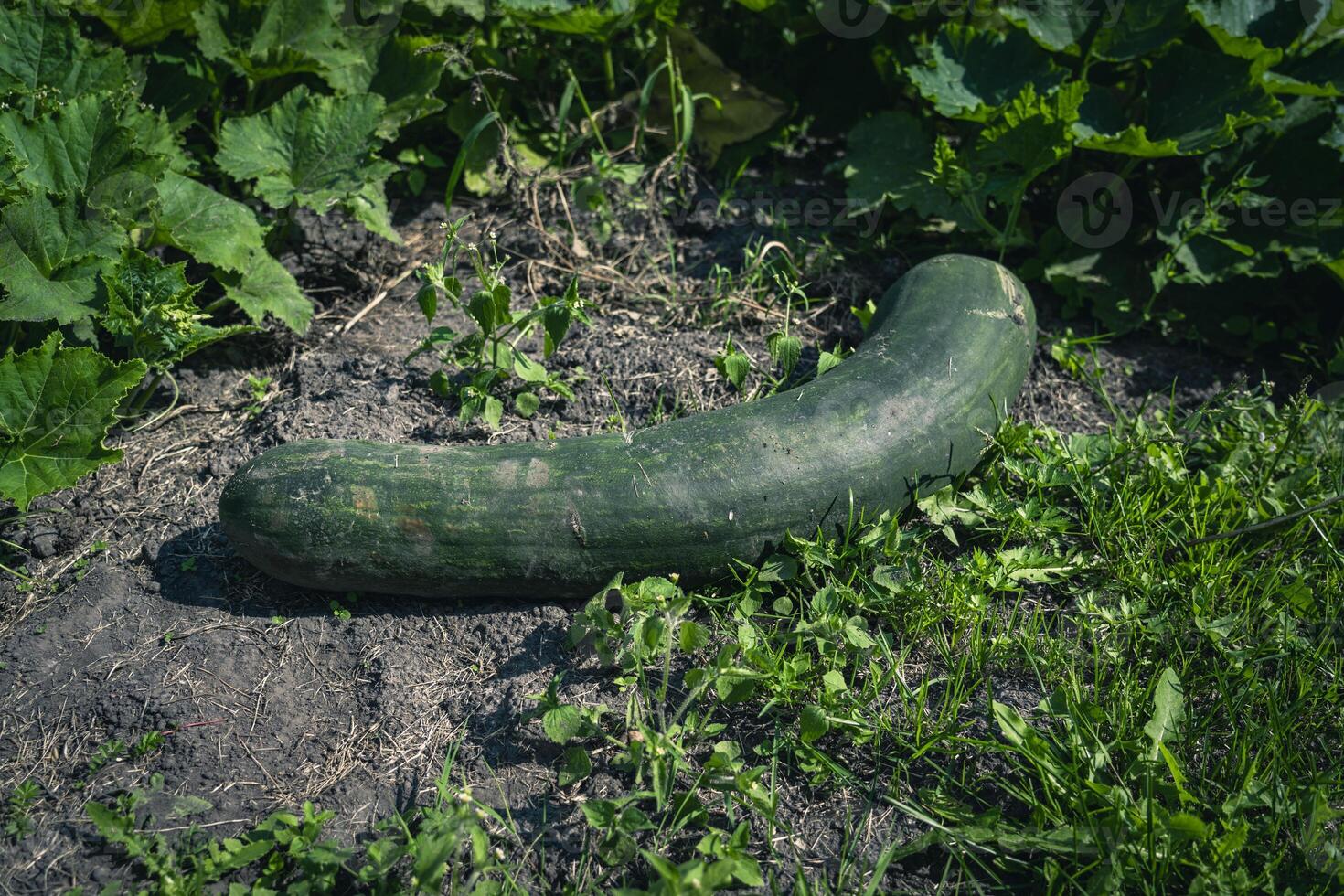 A large, long, green squash is lying in the garden photo