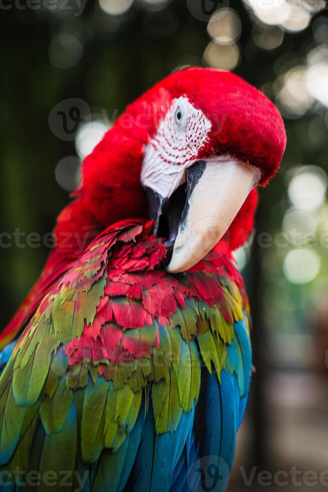 A red, bright macaw parrot cleans its feathers with its beak. Macaw in the park photo