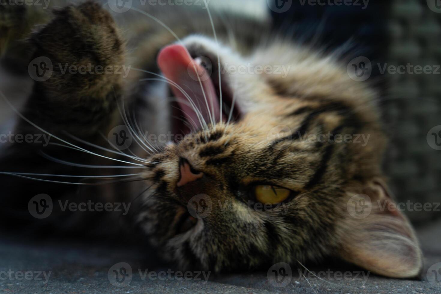 Cat yawning with mouth wide open and shows fangs. A street cat lies on its back photo