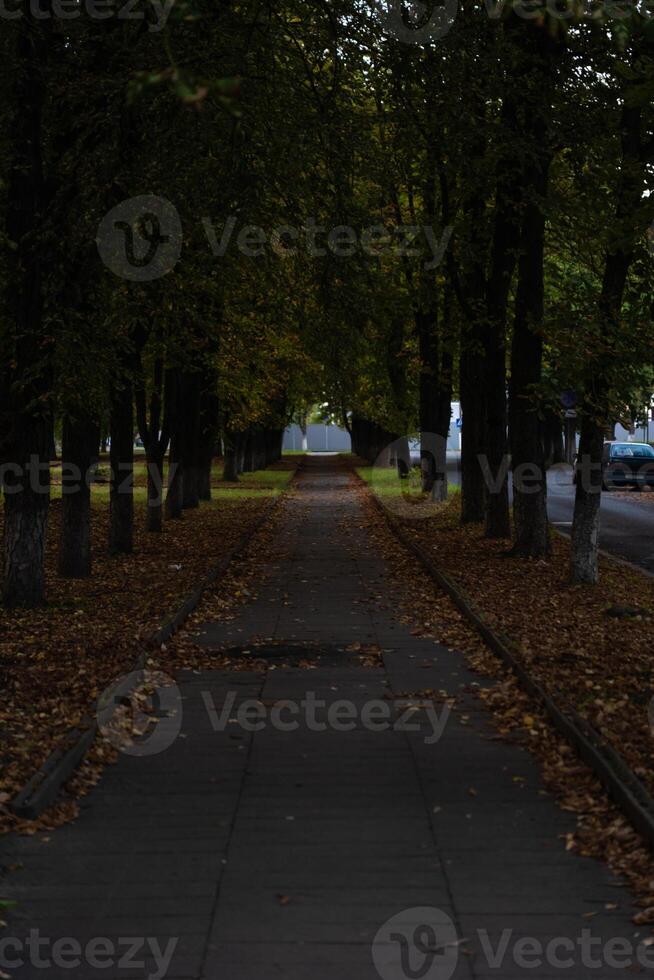 Evening in the park. A sidewalk in yellow foliage. The end of August photo