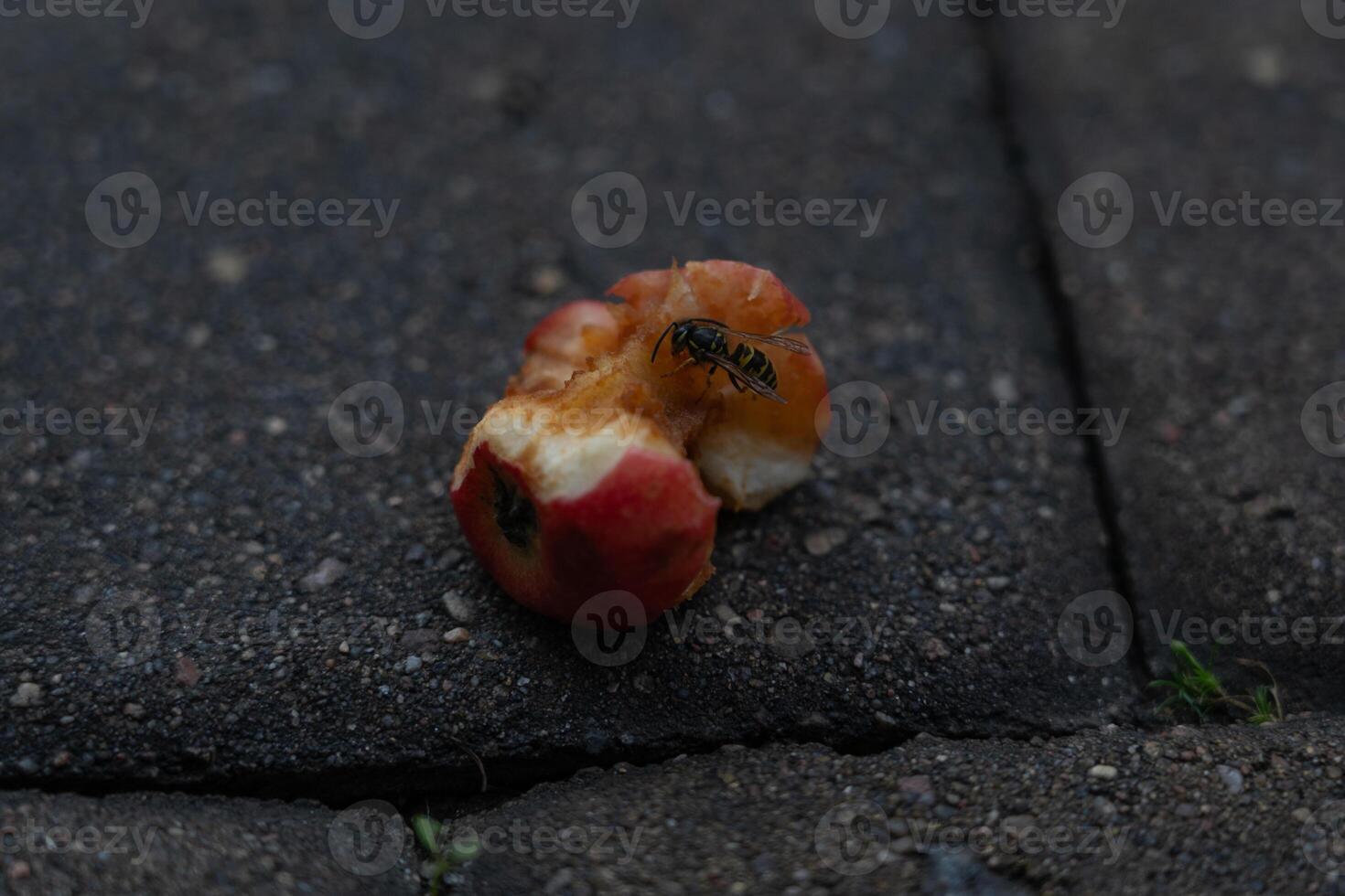 An apple core on a paving stone. A half-eaten apple is lying on the road photo