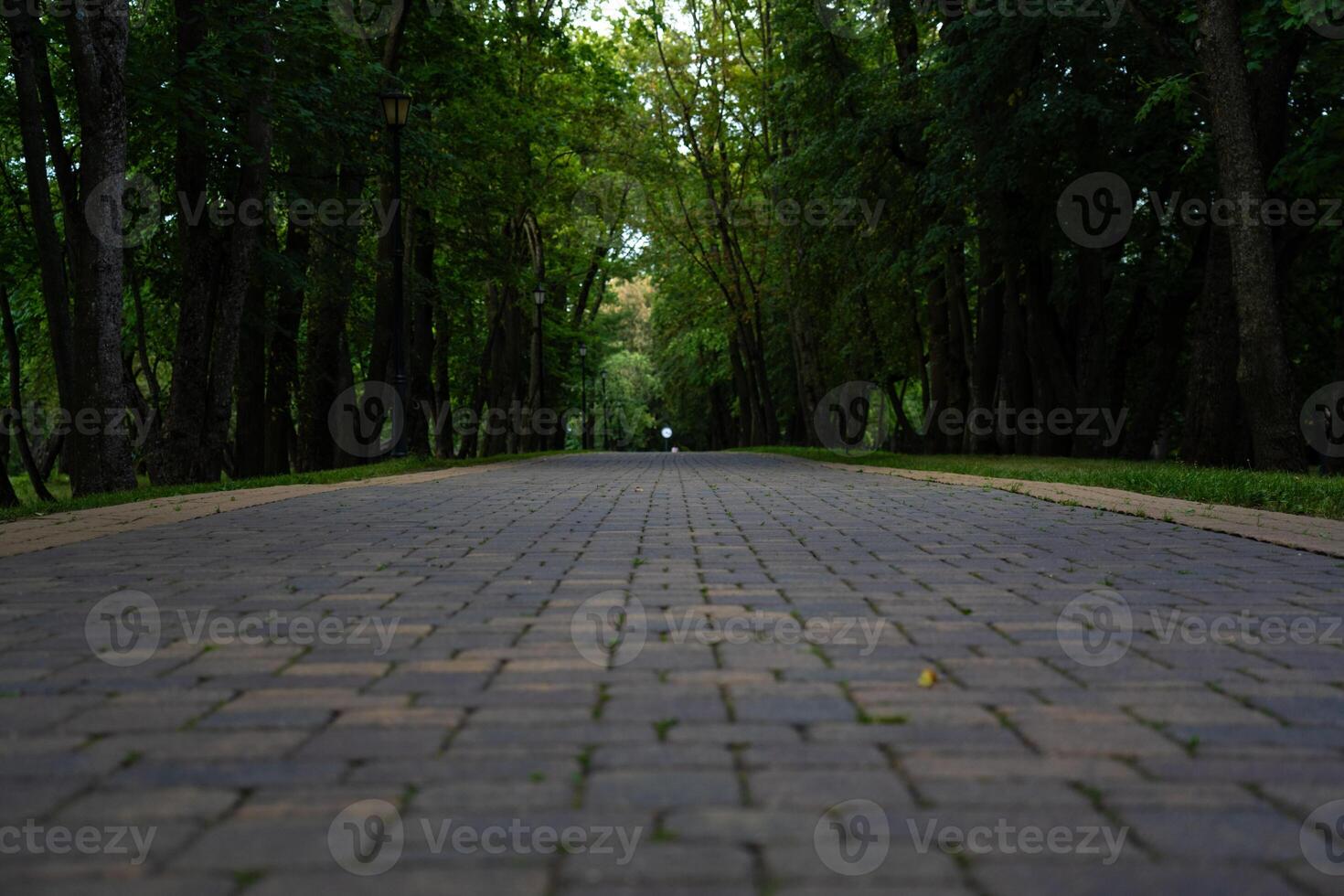 Sidewalk, pedestrian path in the forest park. Forest Park in the evening photo