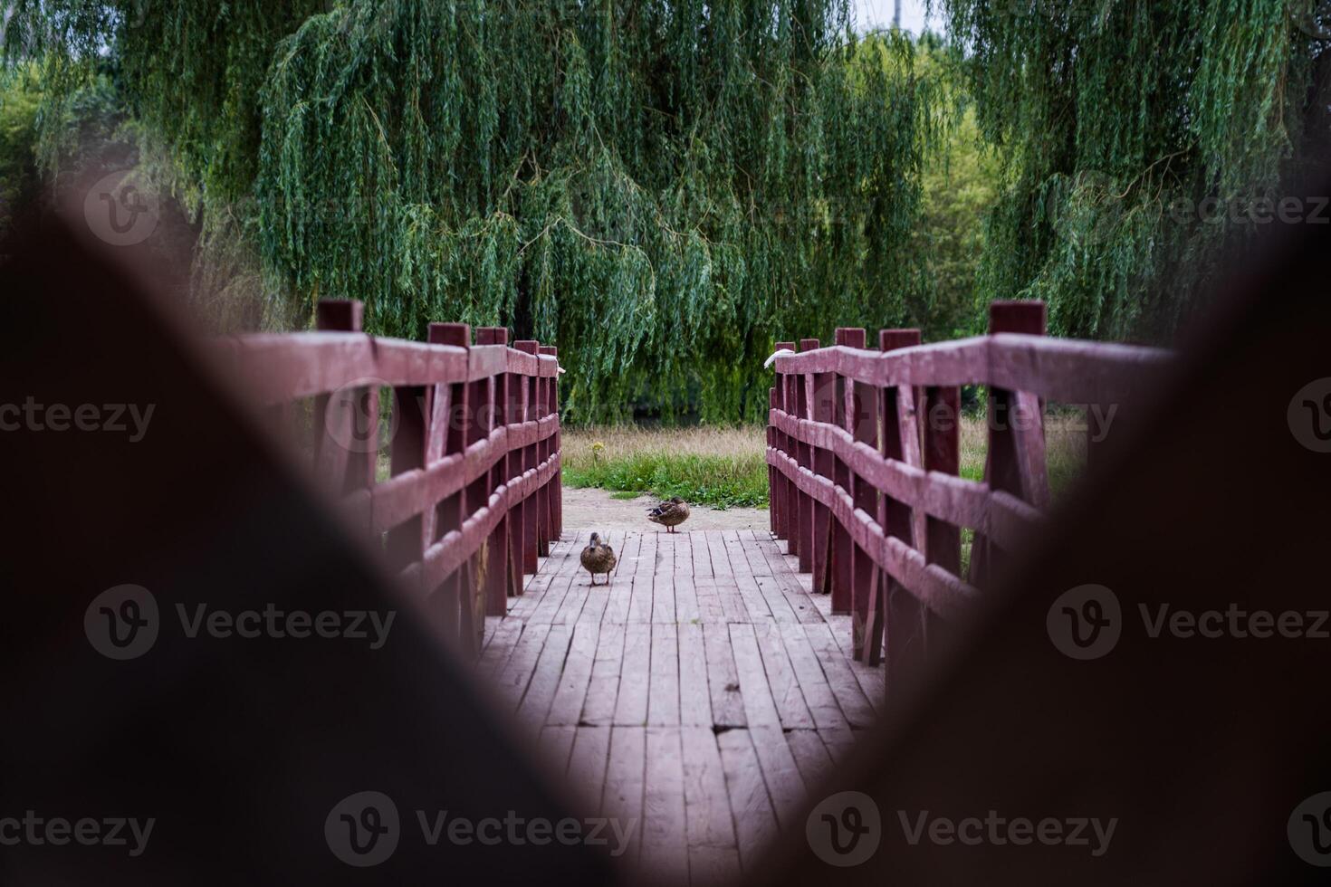 Wooden, pedestrian bridge. Framing. Ducks on the bridge photo