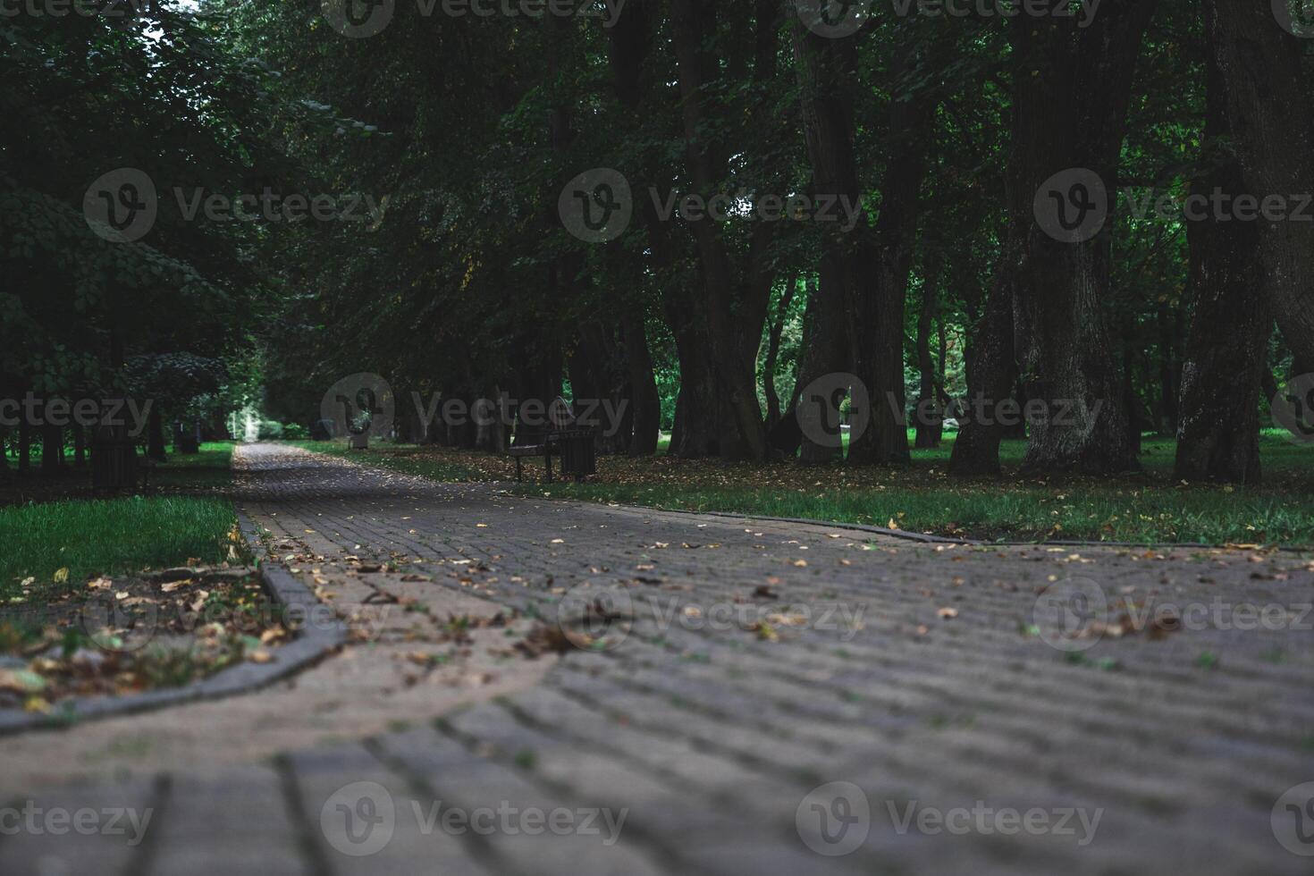 Sidewalk, pedestrian path in the forest park. Forest Park in the evening photo