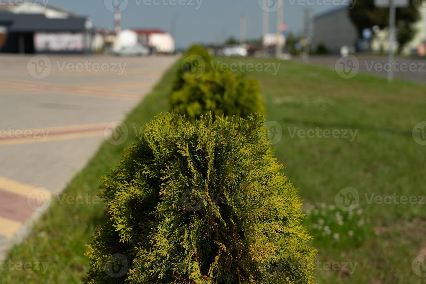 Row green bushes. A row of shrubs growing in the city center photo