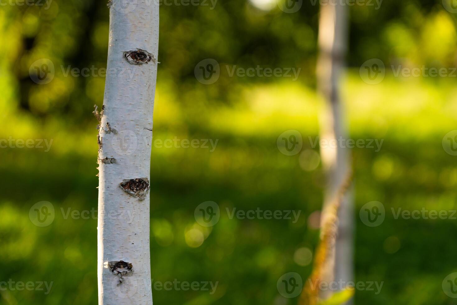 The trunk of a young, thin birch tree in the park. Birch grove photo