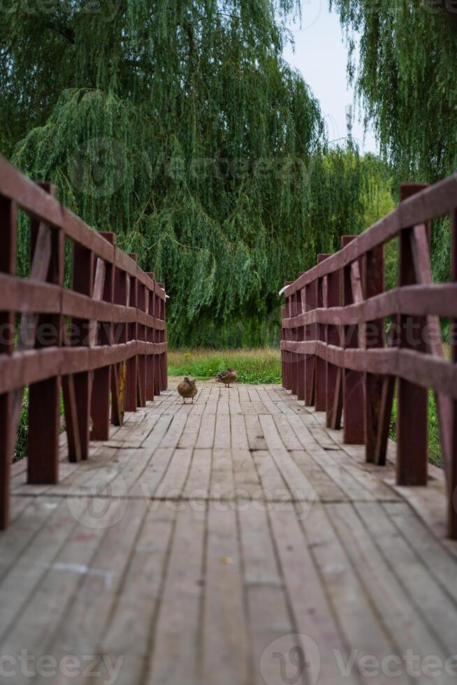 Wooden pedestrian bridge leading to the island. Ducks are sitting on the bridge photo