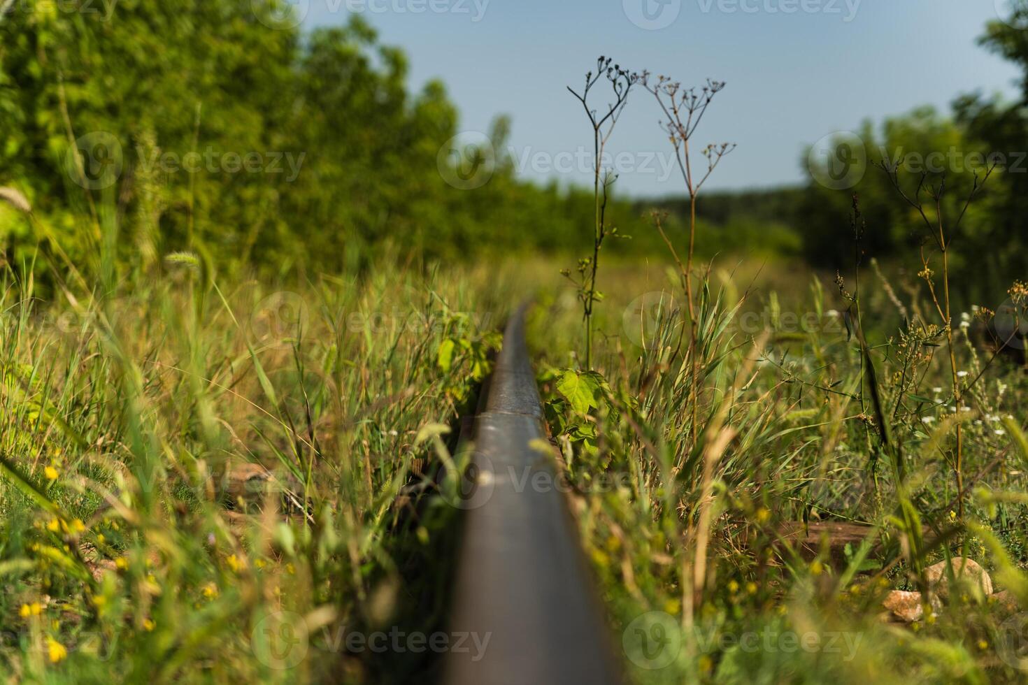 The railway rail is near, in the tall grass photo