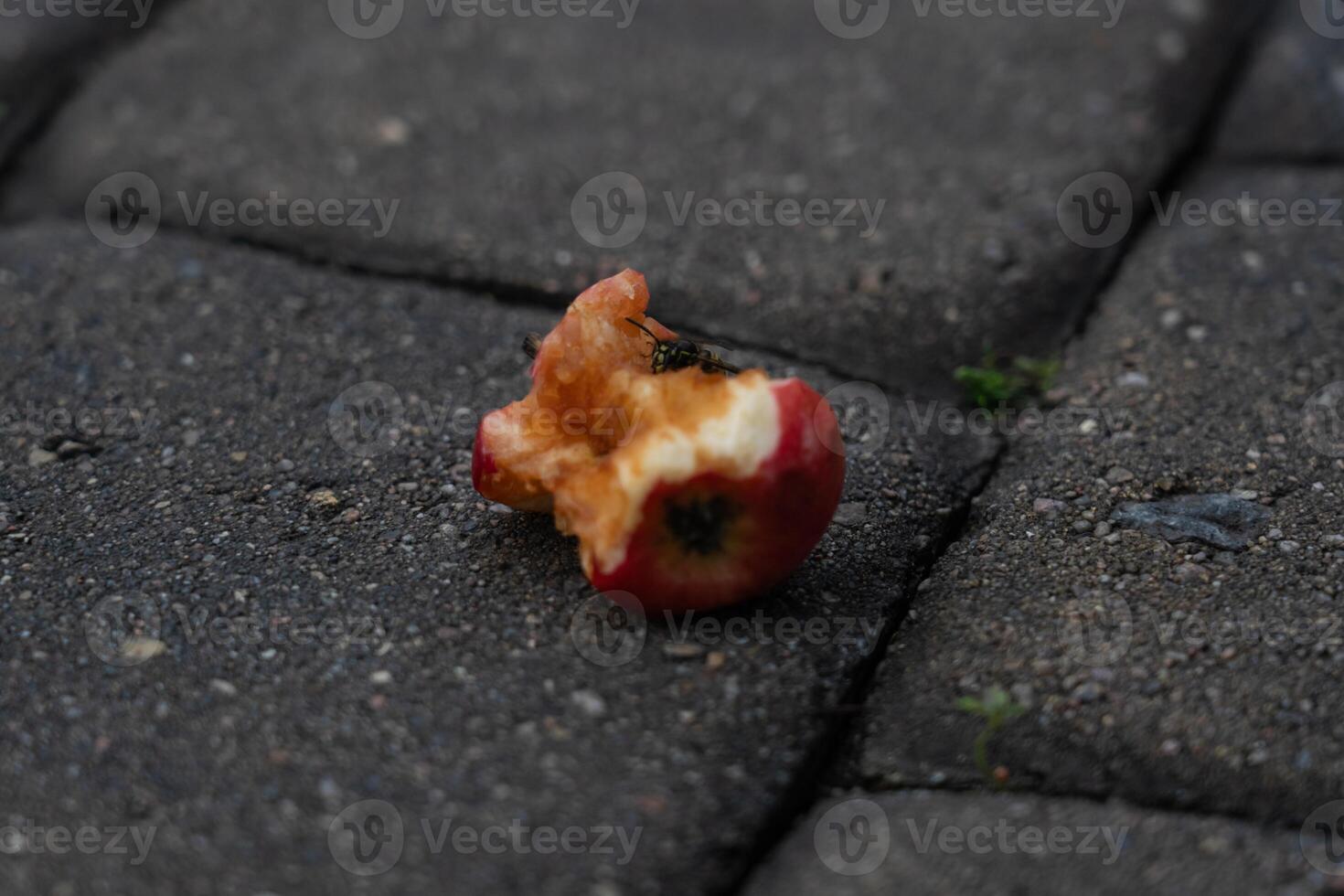 An apple core on a paving stone. A half-eaten apple is lying on the road photo