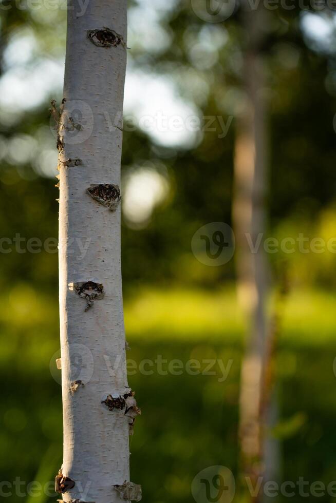 The trunk of a young, thin birch tree in the park. Birch grove photo