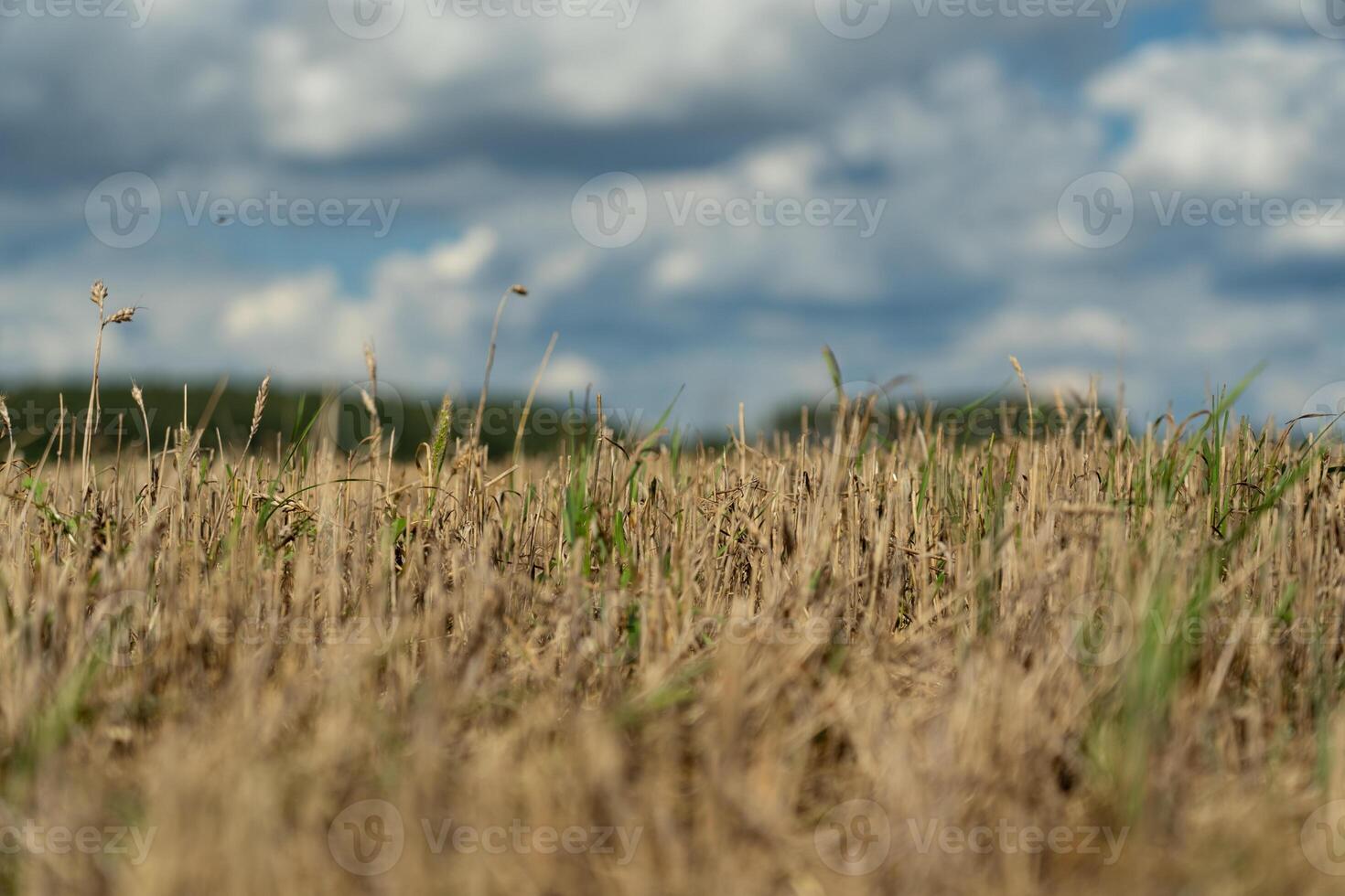 Thick clouds are flying low in the sky over green and yellow fields photo