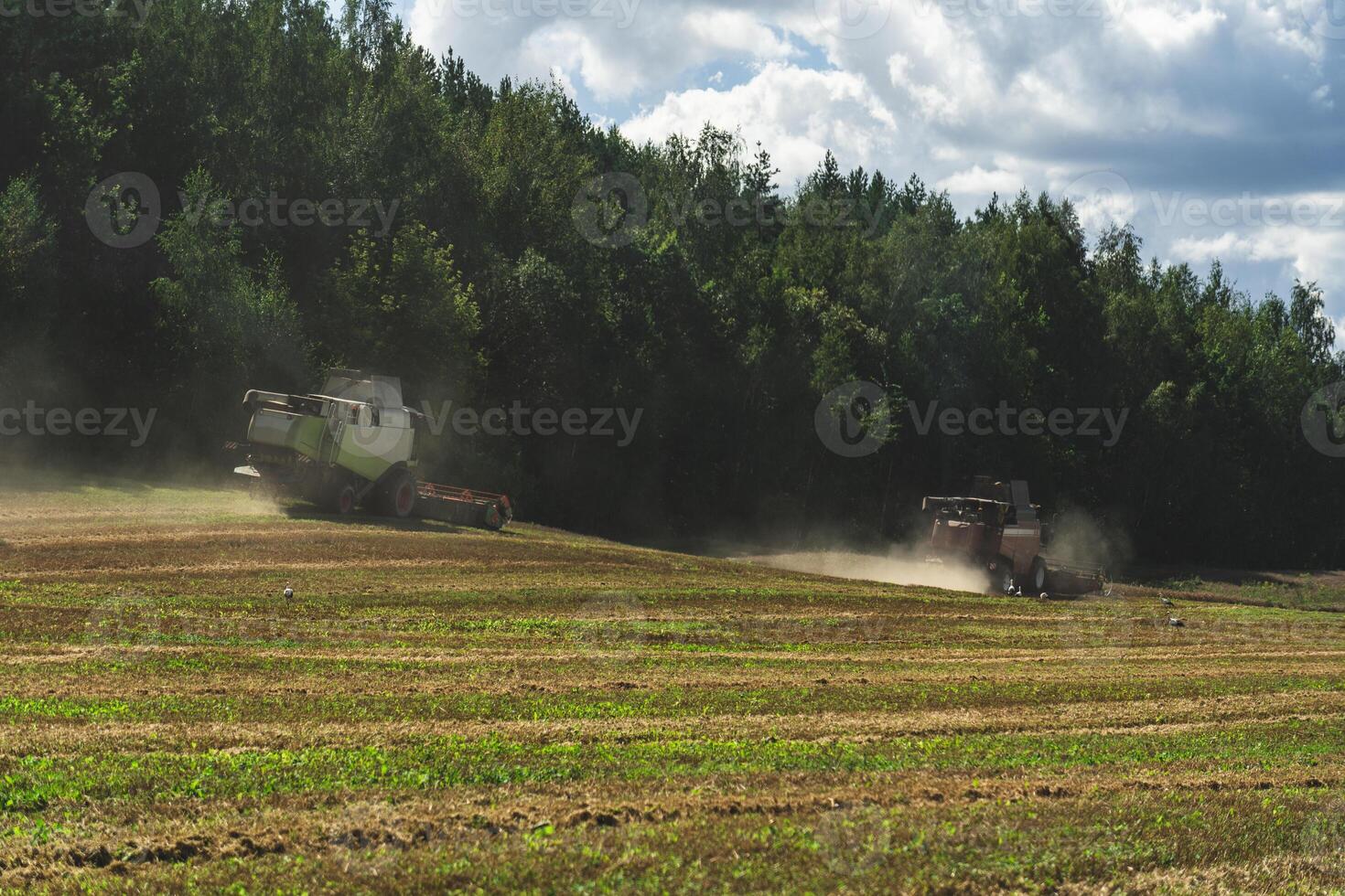 Two combines are working in the field, harvesting crops. Combines collect grain photo