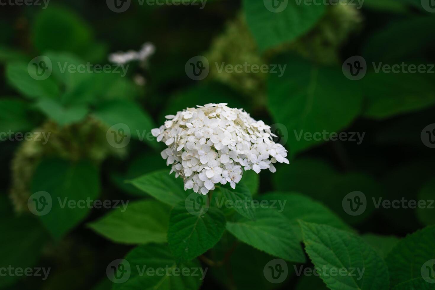 Hydrangea tree grows in the backyard garden. White flowers photo