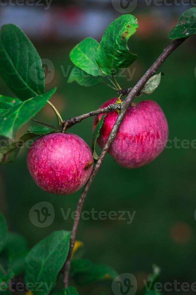 Red, late apples are hanging on a branch. A prolific apple tree photo