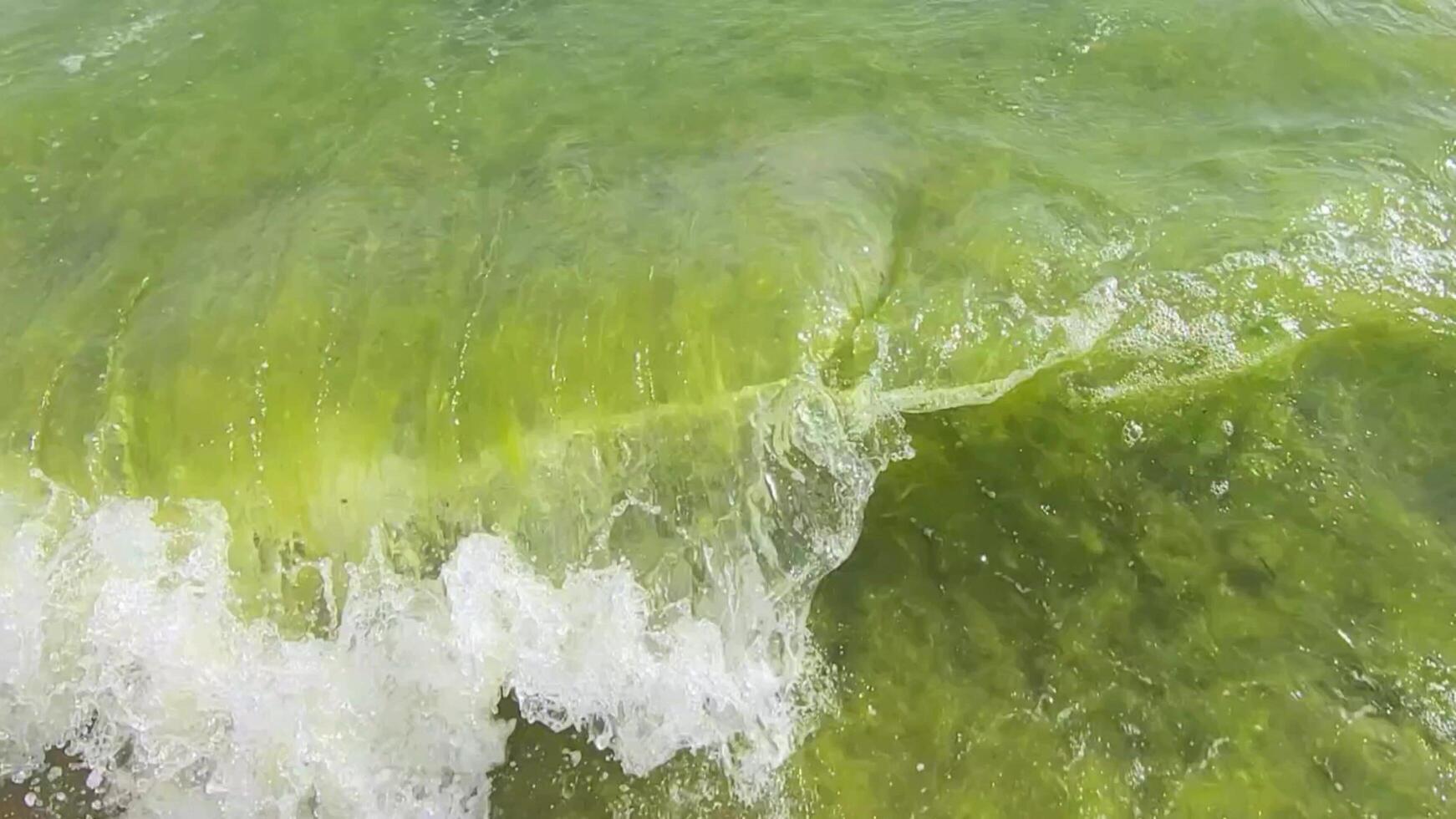 water blooming in the sea. Anapa, Black Sea green algae bloom. Ecology of marine life. Strong waves with algae. photo