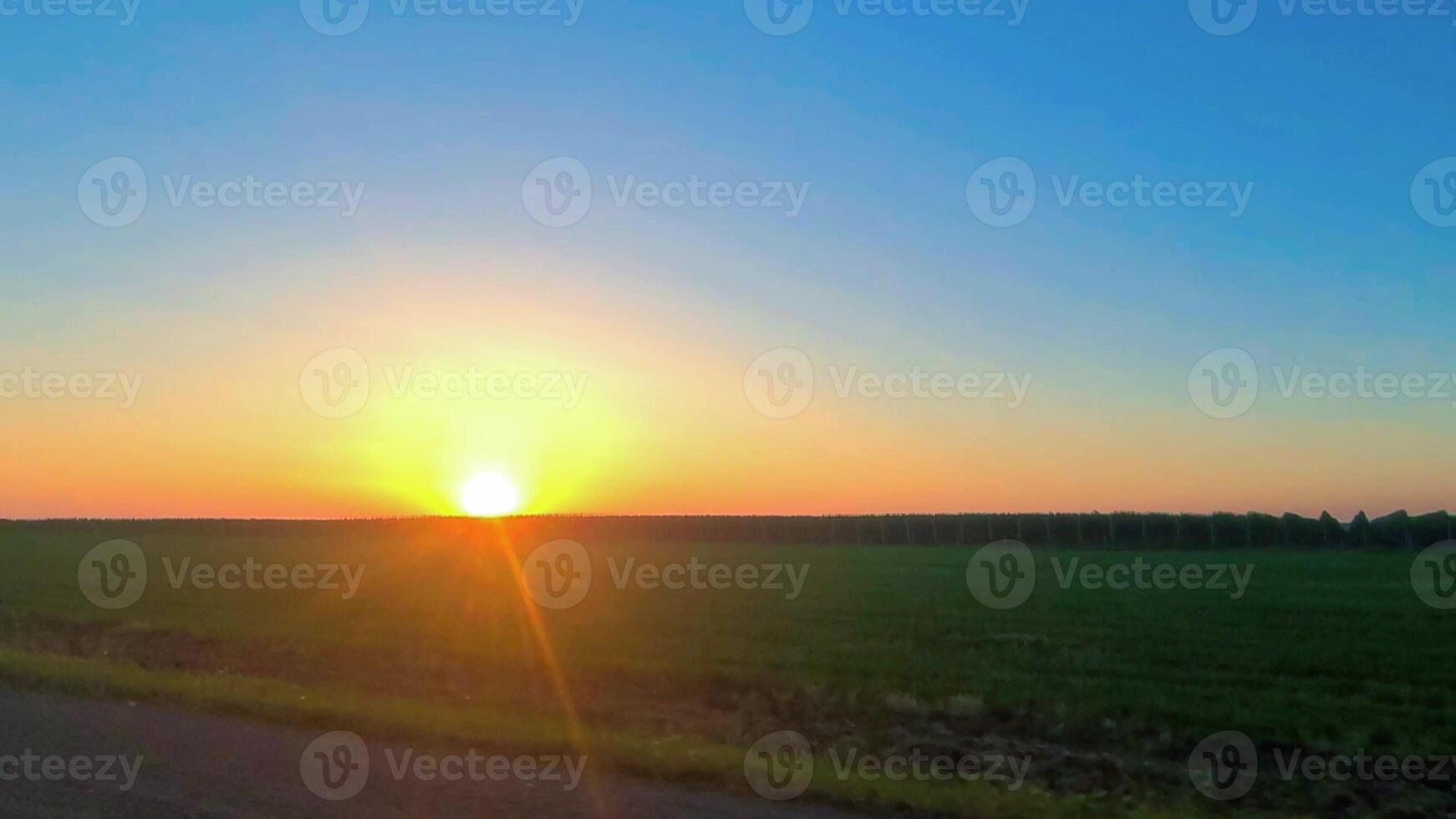 Sunset along the line of grape fields. The sun is setting below the horizon. Green field, sun, sky, ridge of agricultural plants. photo