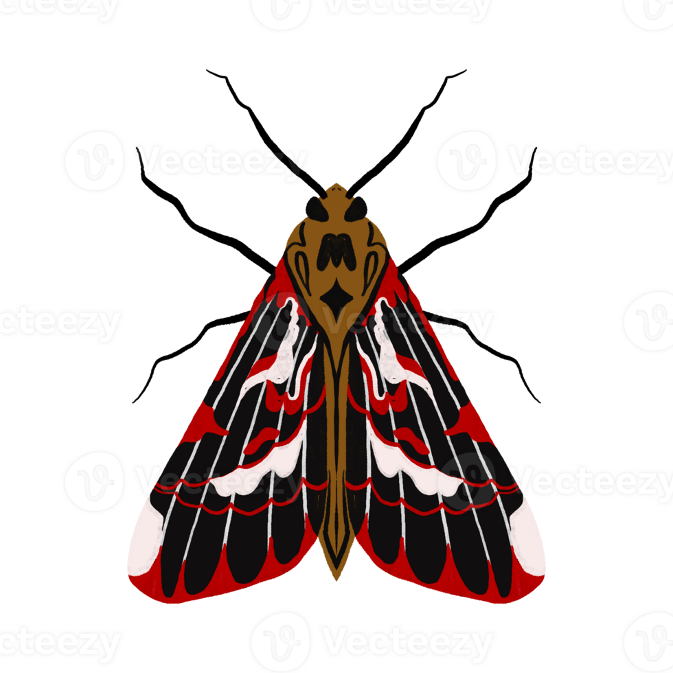 Night Moon Moth. Hand drawn illustration. Children's cartoon drawing on isolated background png