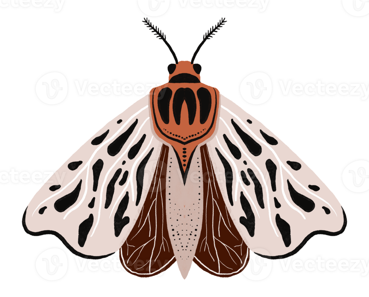 Beautiful butterfly with painted wings. Hand drawn insect illustration. Children's cartoon drawing on isolated background png
