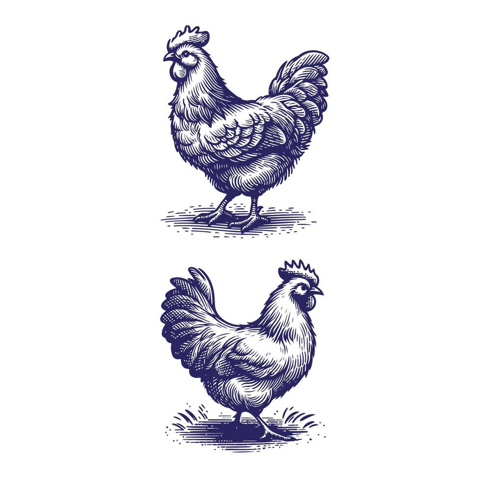 Chicken Sketch Logo vector