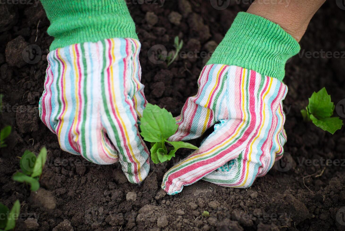 Woman planting a seedling in the vegetable garden wearing gloves photo