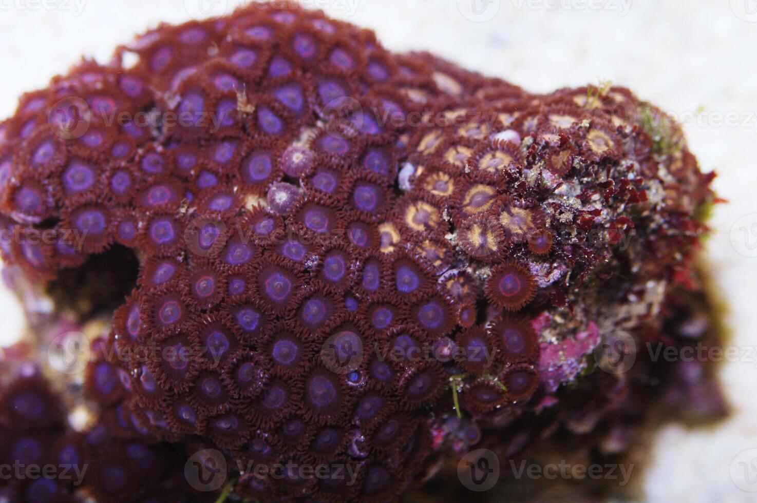 Purple Bullseye and Golden Zoanthids, Zoanthus spp photo