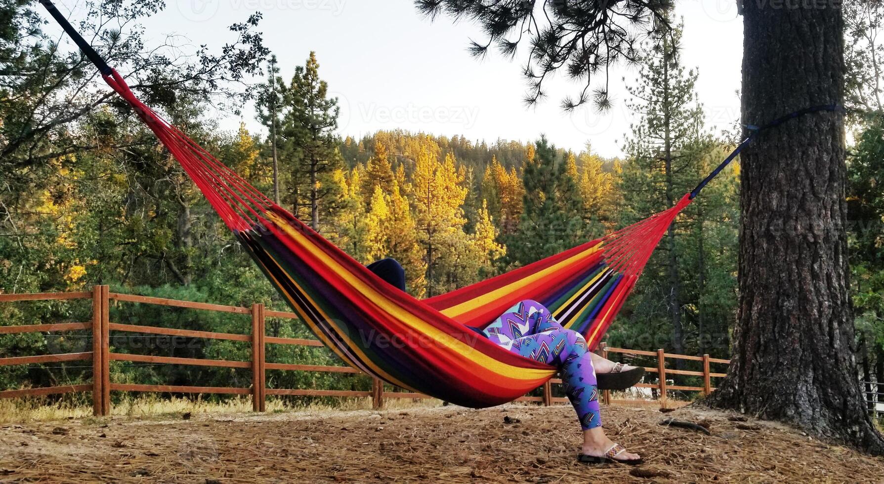 Relaxing in a Hammock in Running Springs Mountains, California photo