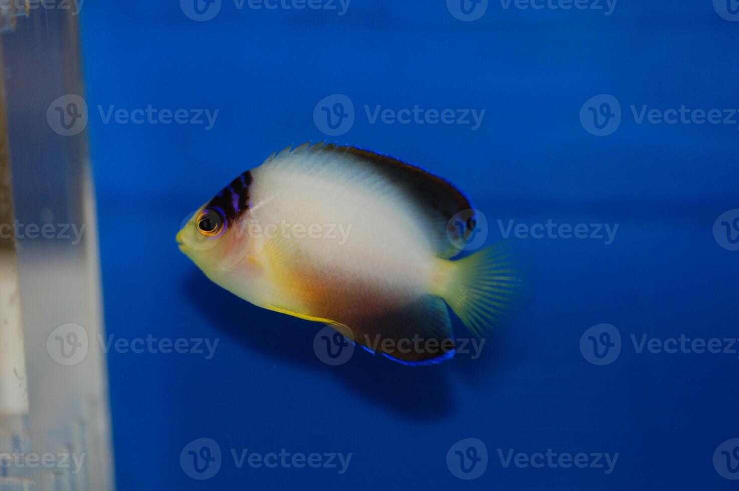 Multicolor Angelfish - Centropyge multicolor photo