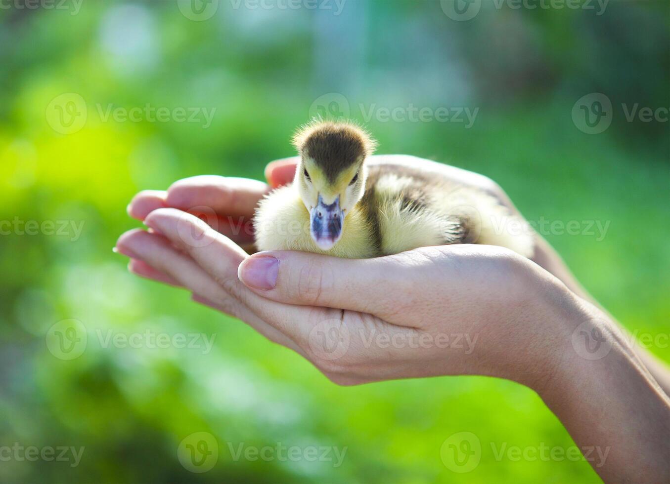 Woman holding yellow duckling outdoors photo