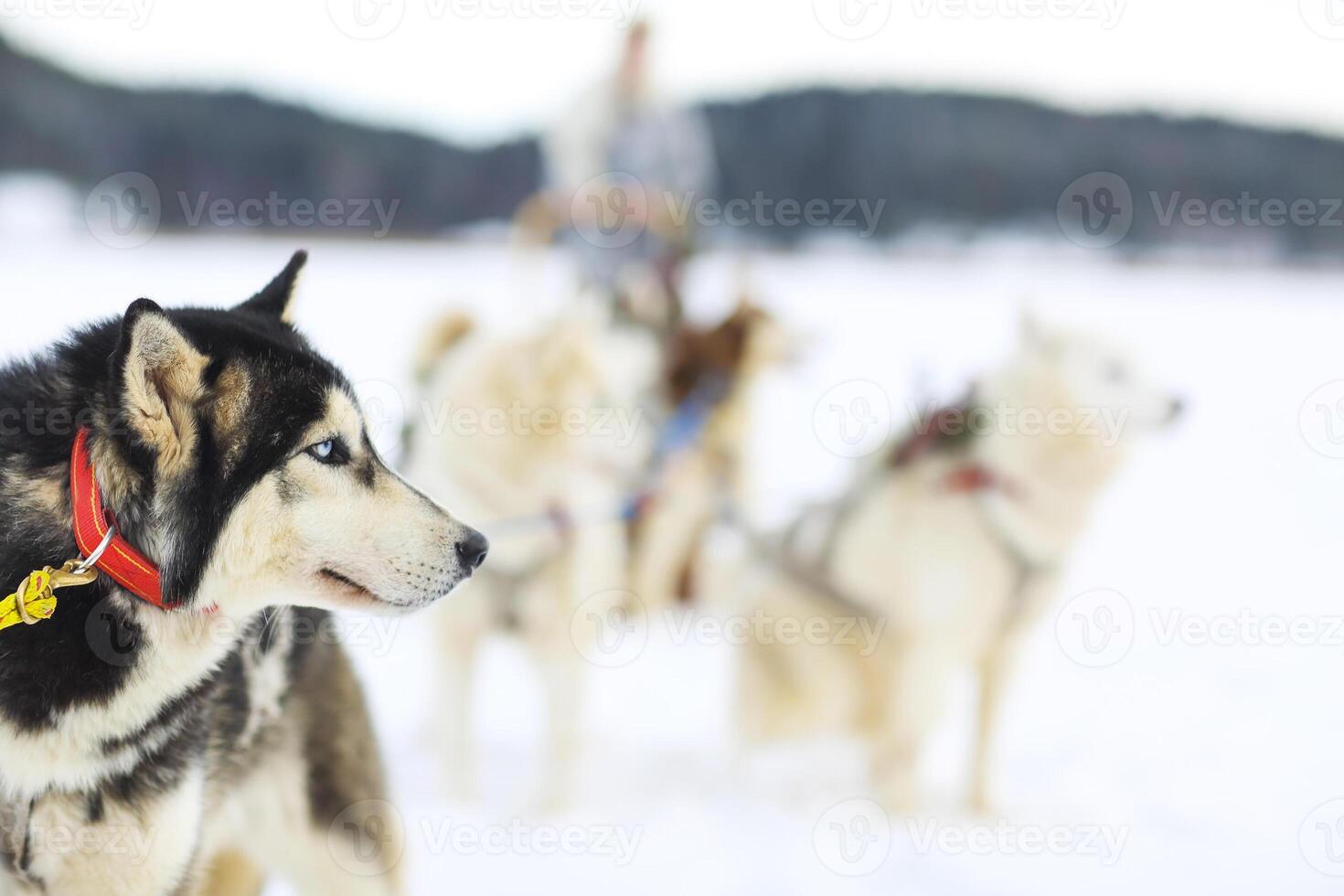 Sledding with husky dogs photo