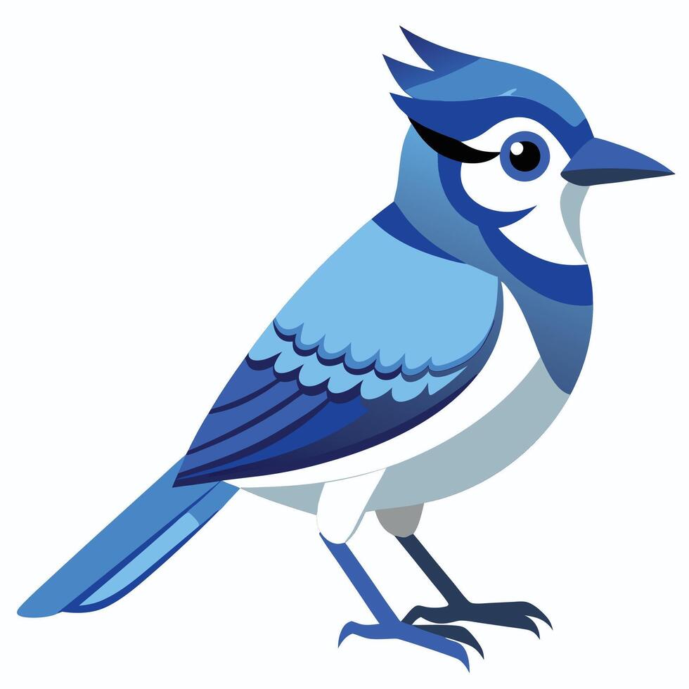 Blue Jay Drawing vector