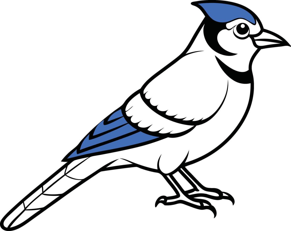 Blue Jay Artwork vector