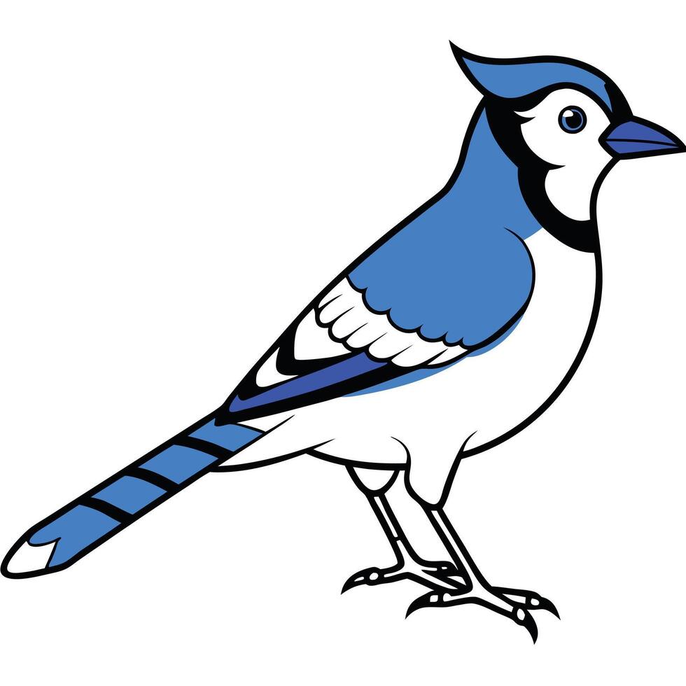 Blue Jay Bird vector