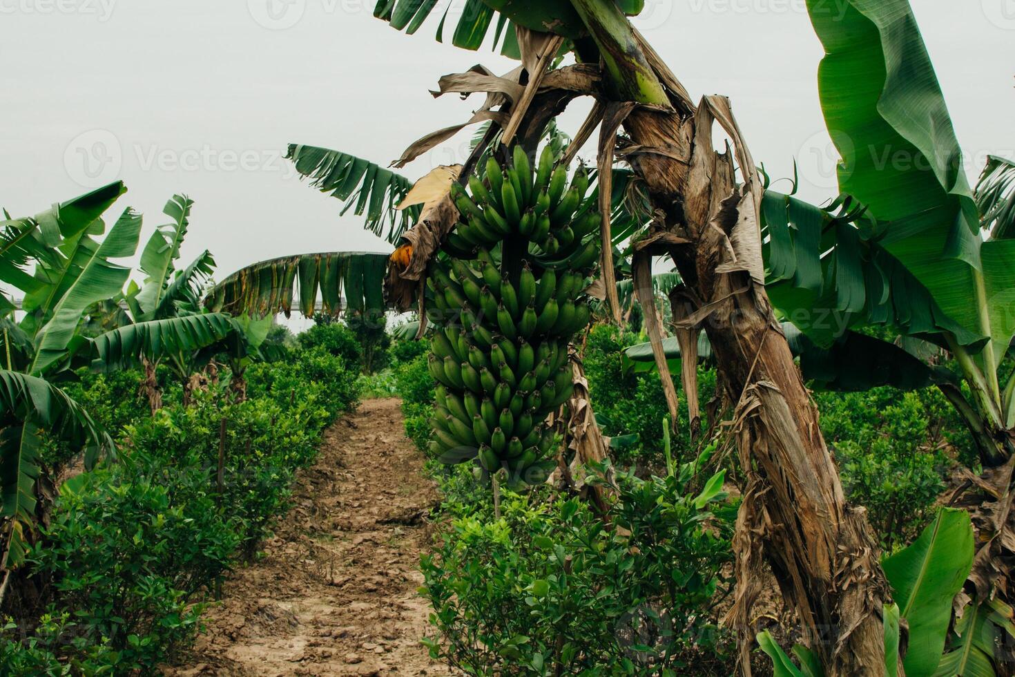 Closeup of bunch of bananas and plantation in the Hanoi city, Vietnam photo