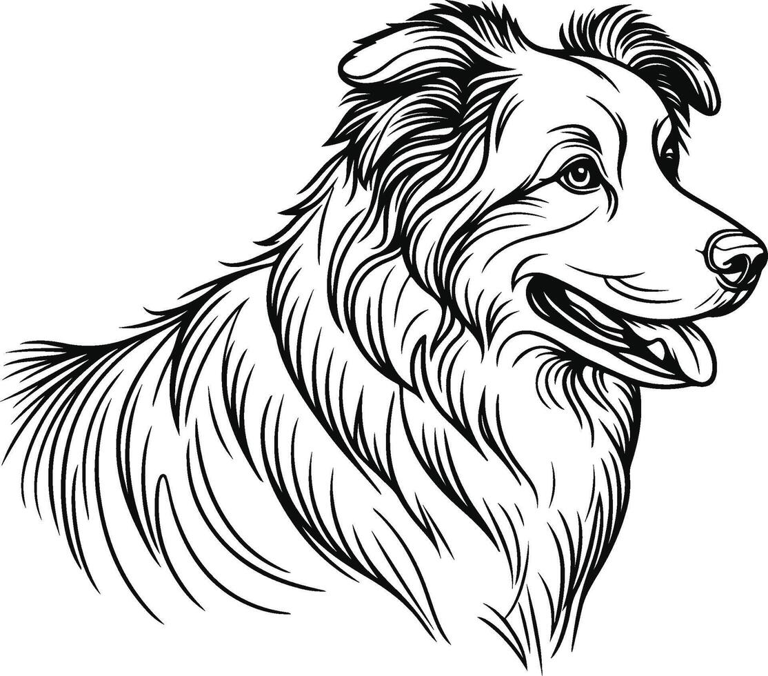 hand-drawn portrait of Australian Shepherd in engraving style vector