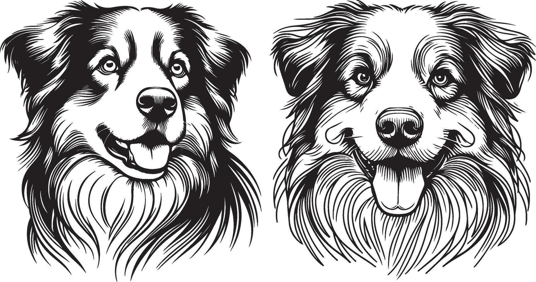 hand-drawn portrait of Australian Shepherd in engraving style vector