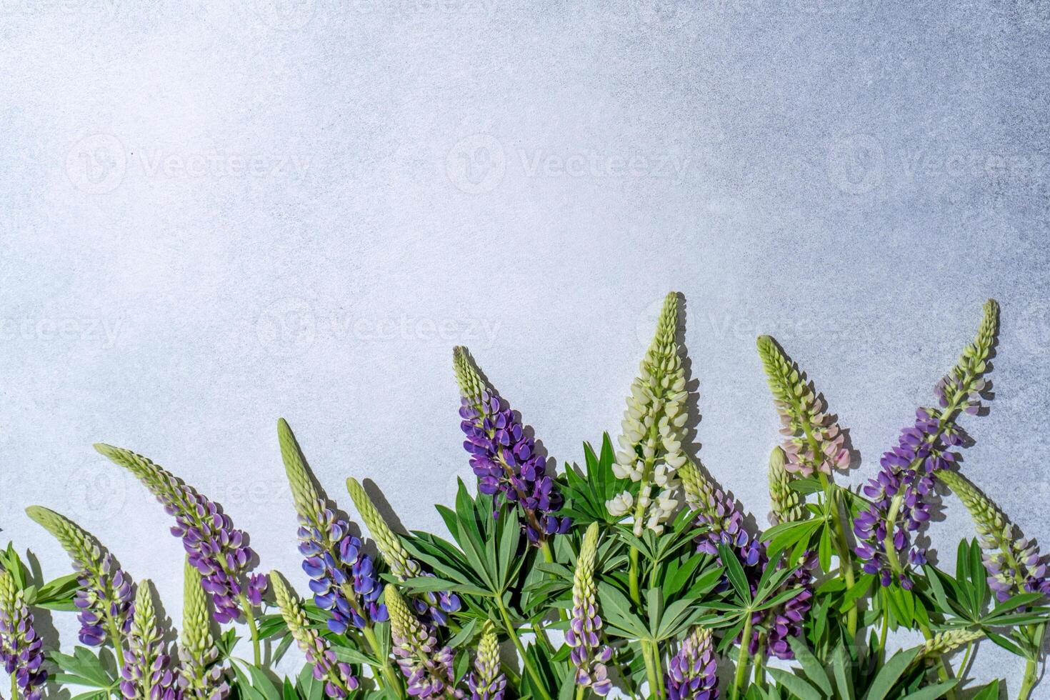 Lupine flowers. Purple and pink bud. photo