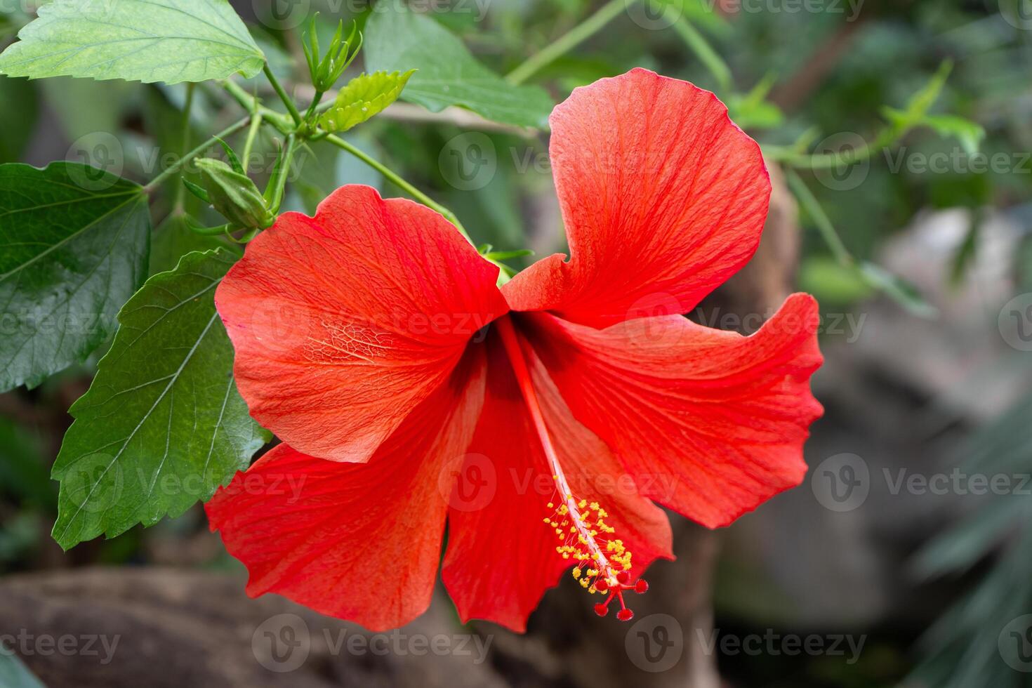 Red flower bud of Chinese hibiscus bloom. Hibiscus rosa-sinensis in garden greenery. Chinese rose or Hawaiian hibiscus botany plant. Nature concept for design. Green background. photo