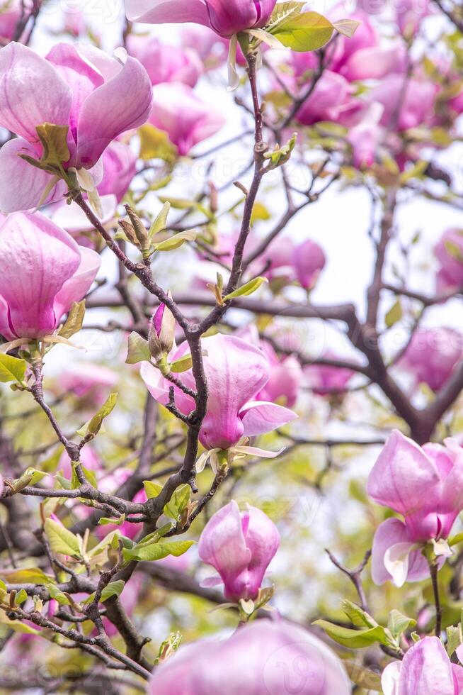 Pink magnolia flowers. Flower bud on a tree branch in the garden. photo