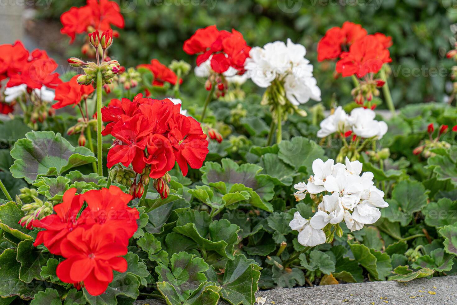 Red and white geraniums on the street. Flowering pelargonium in a flower bed. Summer flower bud. Plant bush. Garden background design. photo
