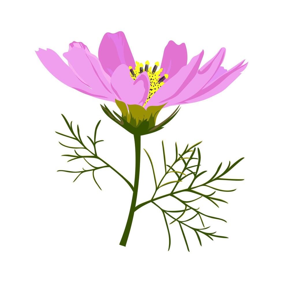 Small pink graceful cosmos flower isolated on white background. vector