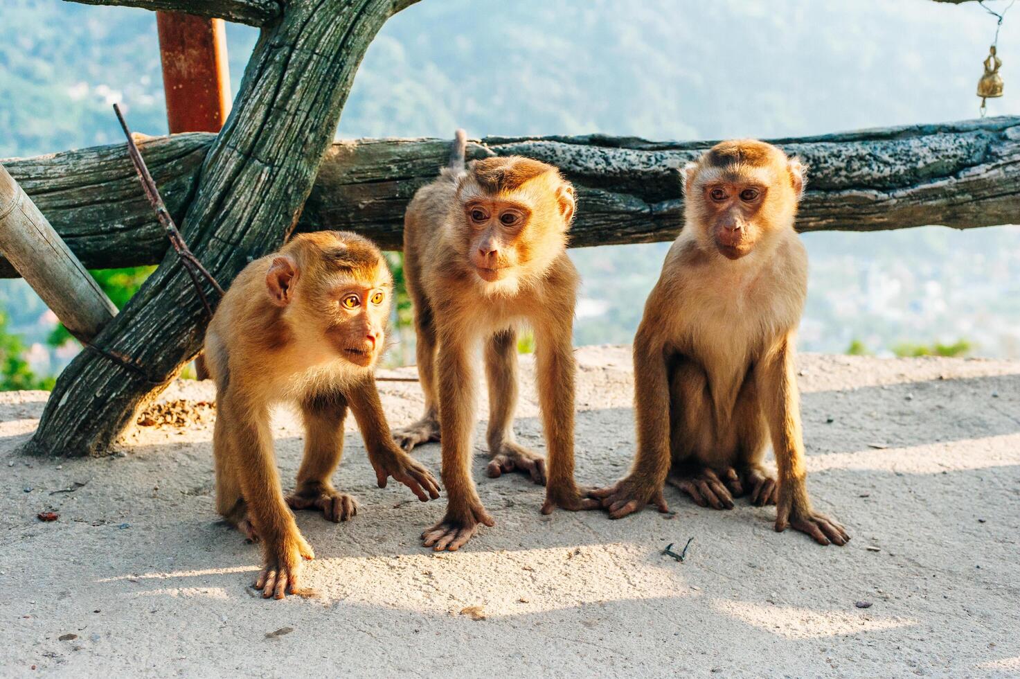 A monkey searching for things to steal from tourists photo
