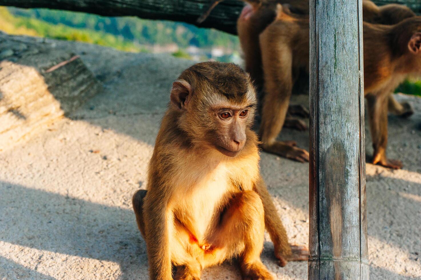 A monkey searching for things to steal from tourists photo