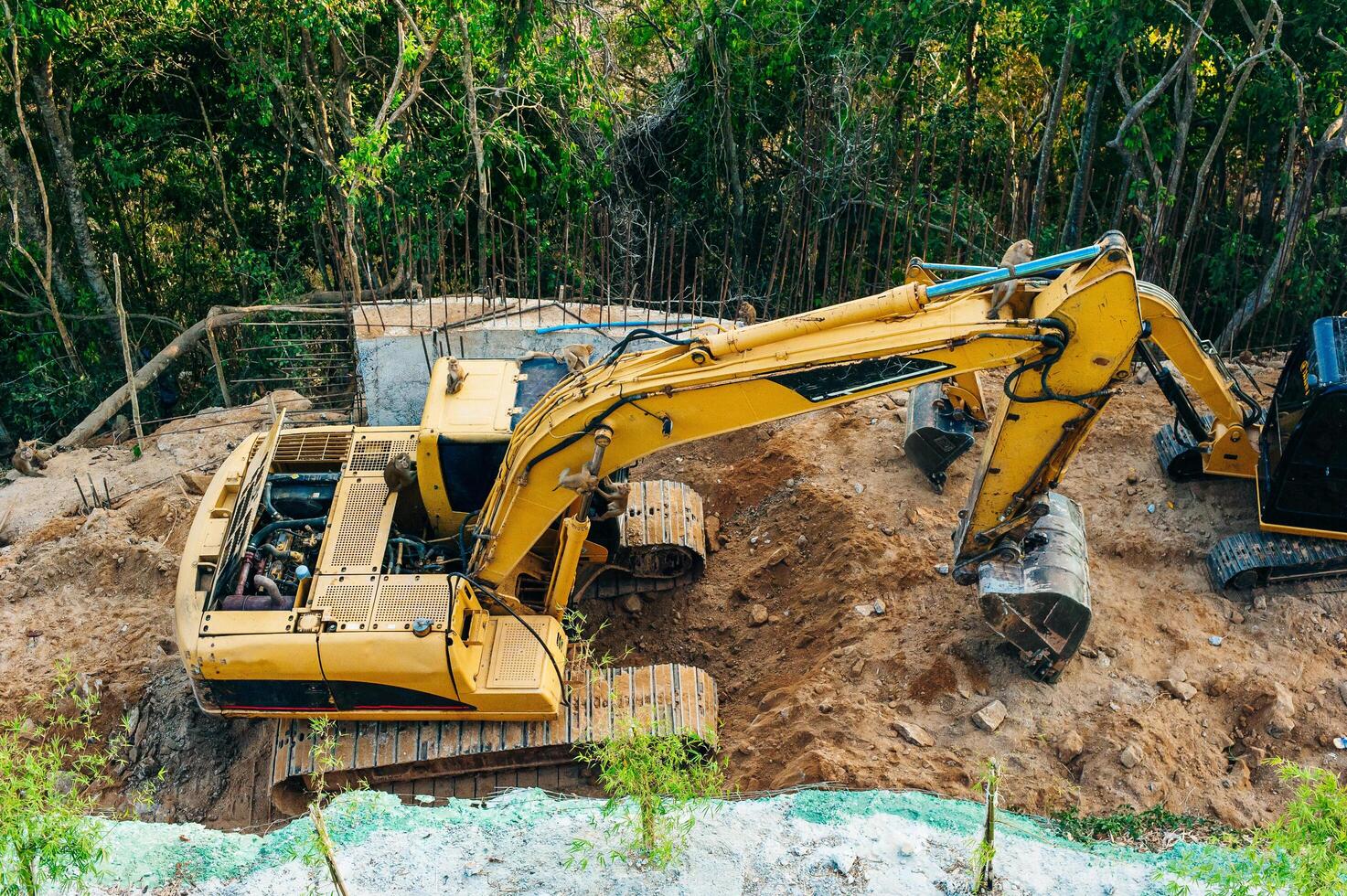 Deforestation of rainforest. Environmental problem. destruction of forest. photo